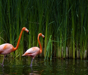 Trzcina, Flamingi