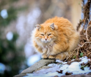 Kot, Drzewa, Pień, Maine coon, Rudy