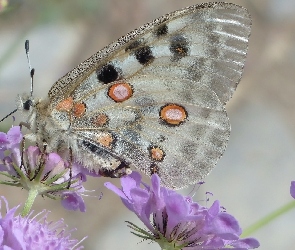 Niepylak apollo, Kwiaty, Motyl