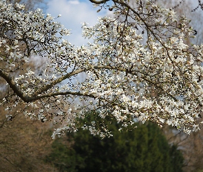 Drzewo, Kwiaty, Magnolia, Białe