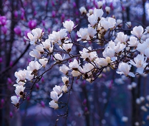 Gałązki, Magnolia, Białe, Kwiaty