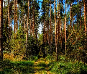 Trawa, Krzewy, Wysokie, Las, Drzewa, Ścieżka