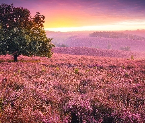 Drzewo, Wrzosy, Wrzosowisko, Holandia, Park Narodowy Veluwezoom, Mgła, Prowincja Geldria, Wschód słońca