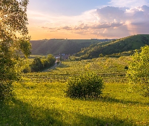 Pola, Wzgórza, Promienie słońca, Drzewa, Łąki