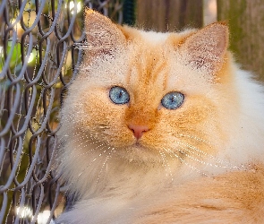 Kot, Siatka, Oczy, Ogrodzenie, Niebieskie