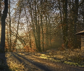 Słoneczny blask, Szopa, Drzewa, Jesień, Las, Droga