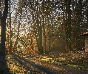 Jesień, Drzewa, Słoneczny blask, Droga, Szopa, Las