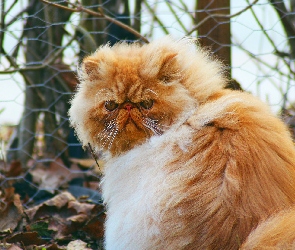 Kot perski, Rudo-biały