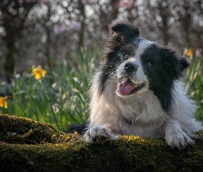 Konar, Omszony, Pies, Border collie
