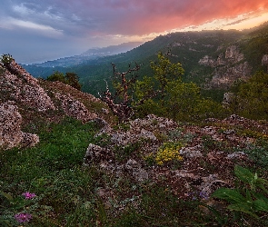 Roślinność, Drzewa, Góry, Skały