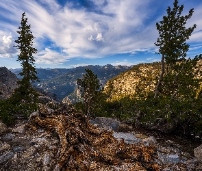 Góry, Kalifornia, Sosny, Stany Zjednoczone, Park Narodowy Yosemite, Drzewa, Skały, Spróchniały, Pień