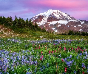 Góry, Stan Waszyngton, Mount Rainier, Stany Zjednoczone, Park Narodowy Mount Rainier, Stratowulkan, Łąka, Łubin, Drzewa