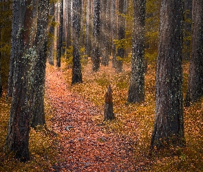 Drzewa, Promienie, Ścieżka, Jesień, Las