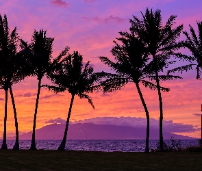 Hawaje, Wyspa Maui, Chmury, Palmy, Zachód słońca, Morze