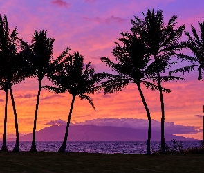 Chmury, Zachód słońca, Wyspa Maui, Hawaje, Morze, Palmy