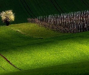 Pola, Drzewo, Winnice, Łąki