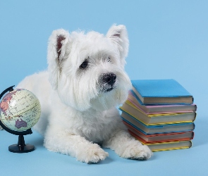 Biały, Pies, Tło, Globus, Książki, Niebieskie, West highland white terrier