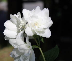 Białe, Kwiaty, Rozświetlone