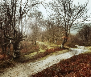 Droga, Jesień, Drzewa, Bezlistne