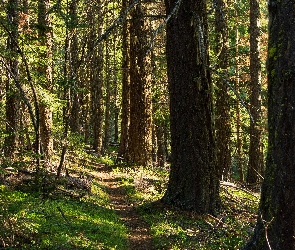 Ścieżka, Drzewa, Las iglasty