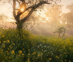 Łąka, Mgła, Drzewo, Promienie słońca, Kwiaty