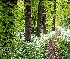 Drzewa, Białe, Lato, Droga, Czosnek niedźwiedzi, Las, Ścieżka, Kwiaty