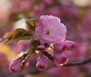 Gałązka, Wiśnia japońska, Drzewo owocowe, Kwiaty