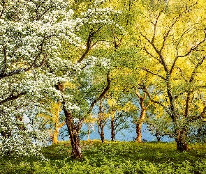 Kwitnące, Drzewa, Anglia, Lato, Park Narodowy Peak District, Derbyshire, Paprocie