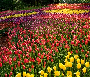 Kolorowe, Park, Drzewa, Tulipany, Kwiaty