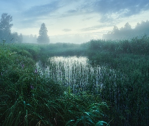 Niebo, Las, Mgła, Drzewa, Trawy, Poranna, Staw