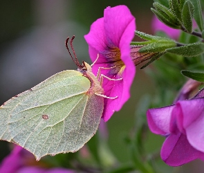 Latolistek cytrynek, Petunie, Różowe, Kwiaty, Motyl