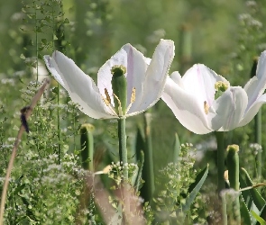 Dwa, Białe, Tulipany, Kwiaty