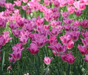 Tulipany, Rozkwitające, Różowe, Kwiaty