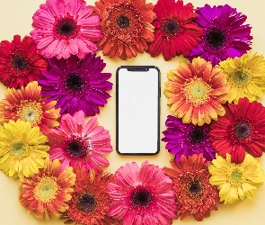 Kwiaty, Telefon komórkowy, Gerbery, Kolorowe