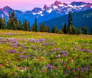 Łąka, Góry, Stany Zjednoczone, Stratowulkan Mount Rainier, Park Narodowy Mount Rainier, Stan Waszyngton, Kwiaty