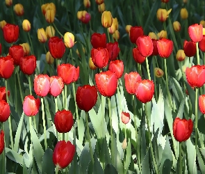 Tulipany, Listki, Żółte, Czerwone, Kwiaty