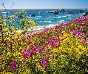 Oregon, Kwiaty, Stany Zjednoczone, Skały, Park stanowy, Morze, Samuel H. Boardman, Wybrzeże