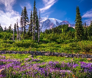 Góry, Stan Waszyngton, Stany Zjednoczone, Łubin, Łąka, Drzewa, Kwiaty, Park Narodowy Mount Rainier