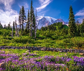 Stan Waszyngton, Drzewa, Stany Zjednoczone, Góry, Kwiaty, Park Narodowy Mount Rainier, Łubin, Łąka