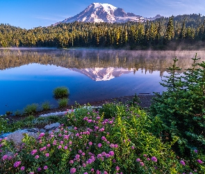 Odbicie, Stan Waszyngton, Drzewa, Park Narodowy Mount Rainier, Stany Zjednoczone, Góra, Jezioro, Kwiaty, Reflection Lake, Stratowulkan