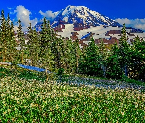 Stan Waszyngton, Park Narodowy Mount Rainier, Łąka, Stany Zjednoczone, Stratowulkan Mount Rainier, Góry, Drzewa