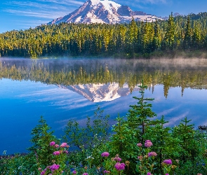 Jezioro, Kwiaty, Stany Zjednoczone, Góry, Stratowulkan Mount Rainier, Park Narodowy Mount Rainier, Drzewa, Stan Waszyngton, Odbicie, Mgła, Las