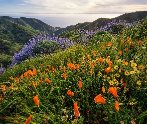 Stany Zjednoczone, Morze, Góry, Wybrzeże Big Sur, Kwiaty, Wzgórza, Stan Kalifornia, Stanowy Park Garapatta, Sobranes Canyon