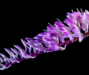 Storczyk, Orchidea, Kwiaty, Fioletowe