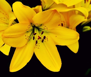 Kwiaty, Zbliżenie, Lilie, Żółte