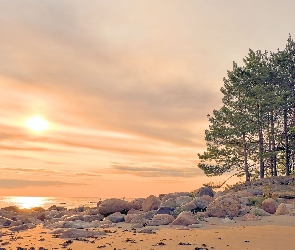 Plaża, Sosny, Morze, Drzewa, Kamienie