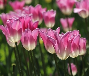 Tulipany, Różowo-białe, Kwiaty
