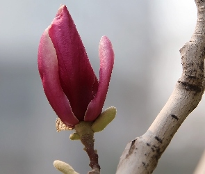 Kwiaty, Gałązka, Magnolia