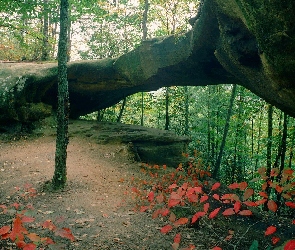 Łuk, Skała, Las, Drzewa