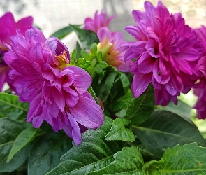 Kwiaty, Dalie, Purpurowe